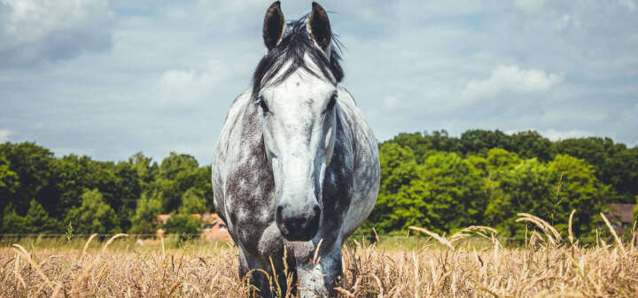 Pferd auf einer grünen Sommerweide